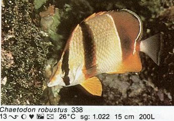 Chaetodon robustus